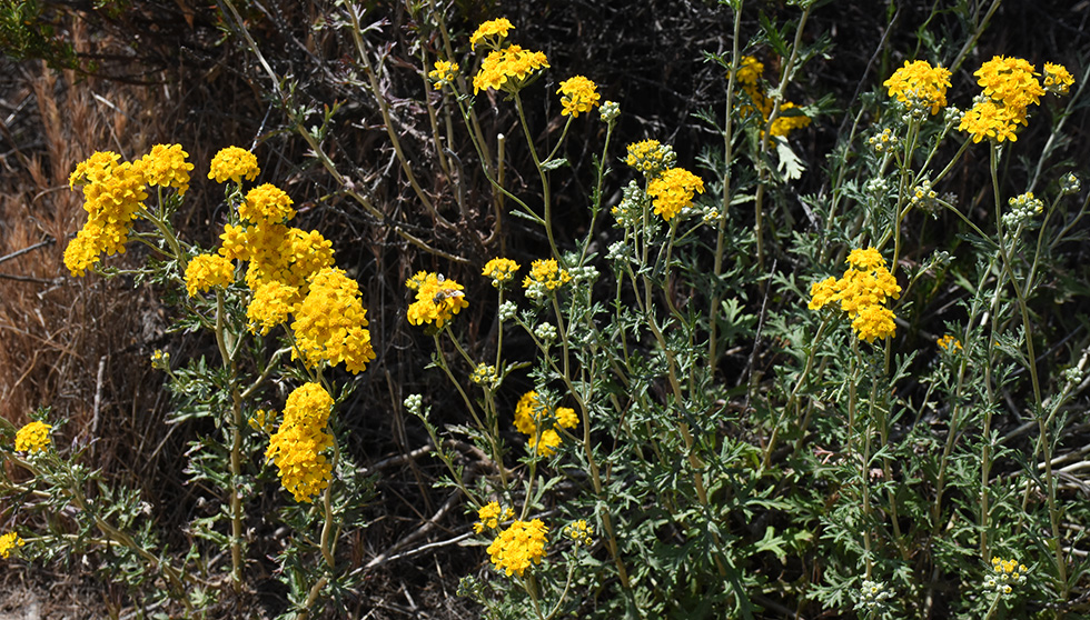 Golden Yarrow