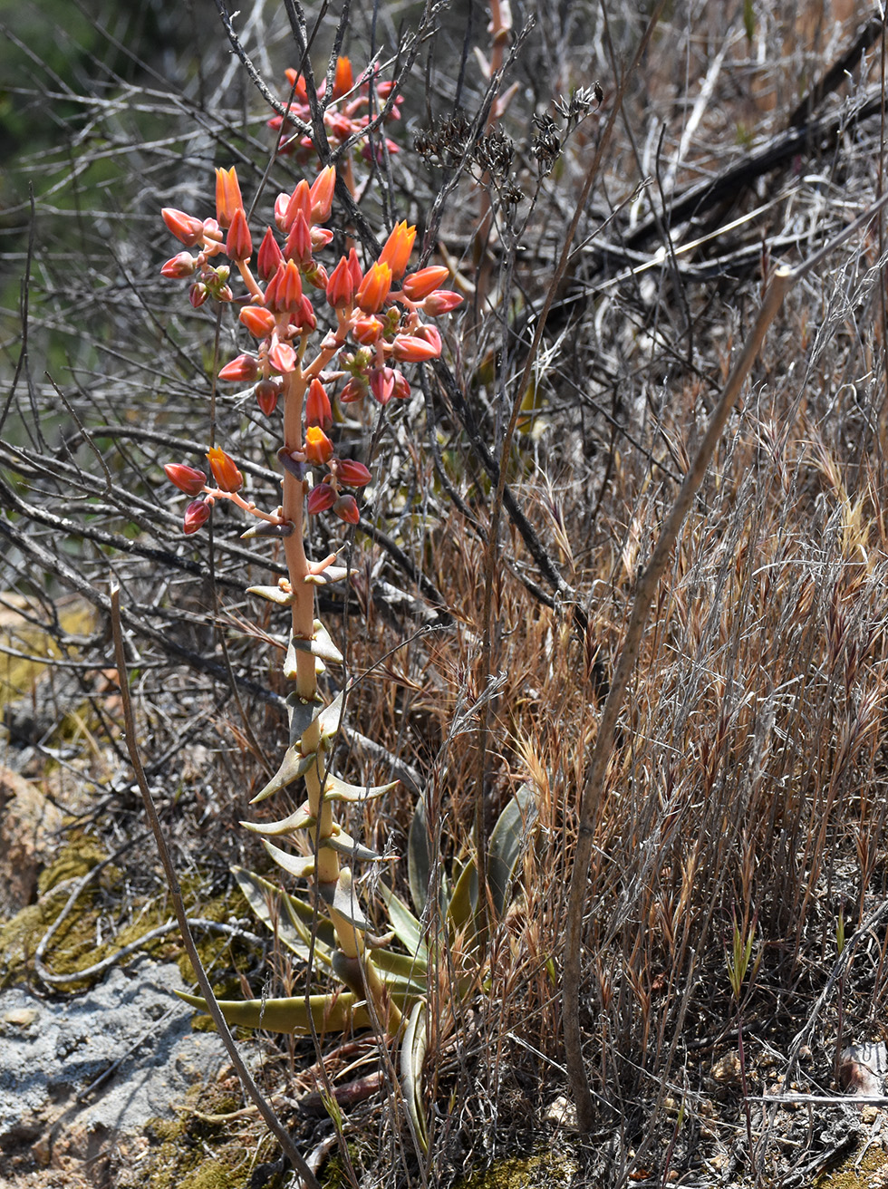 Lanceleaf Dudleya