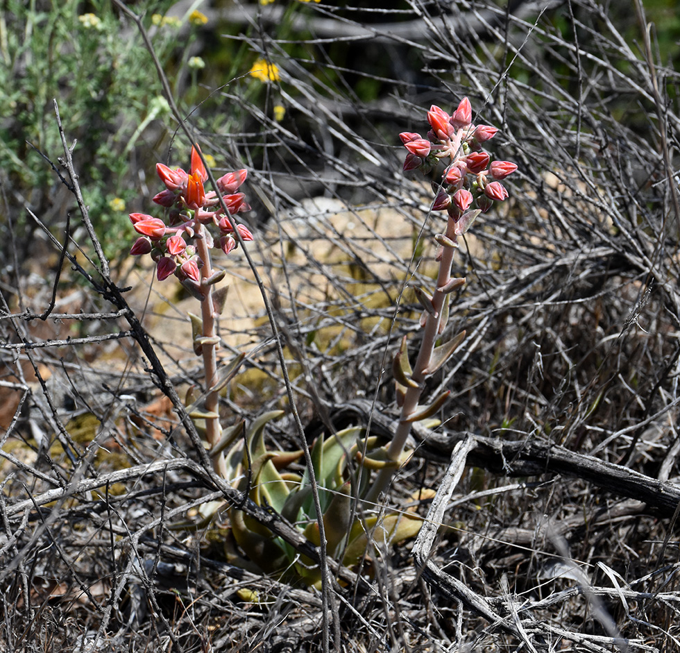 Lanceleaf Dudleya
