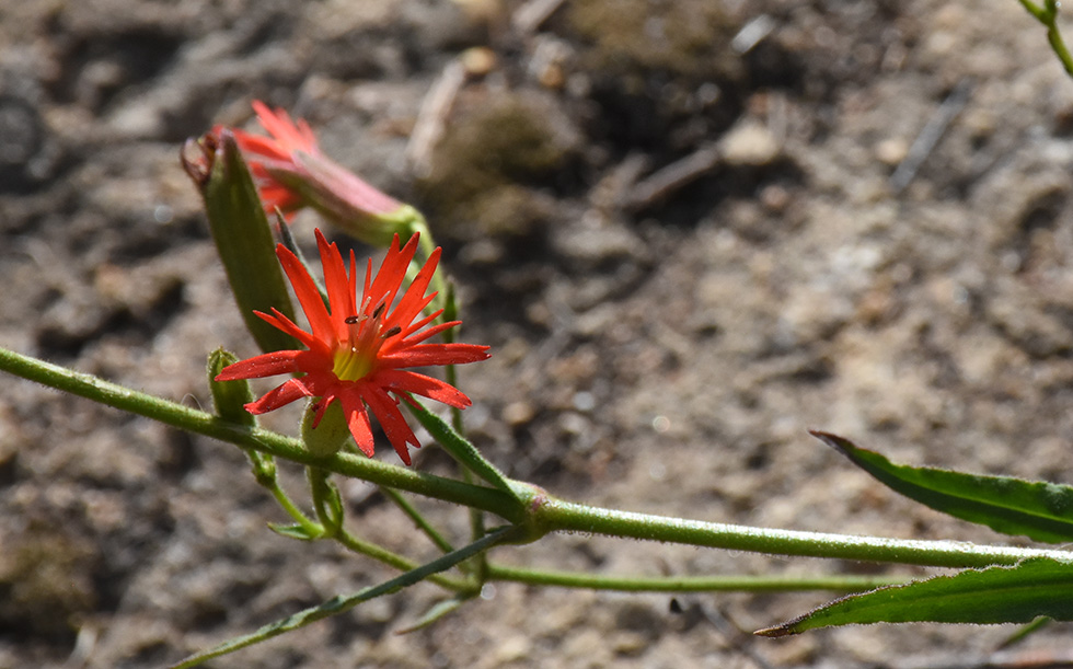 Close up of a cardinal catchfly flower