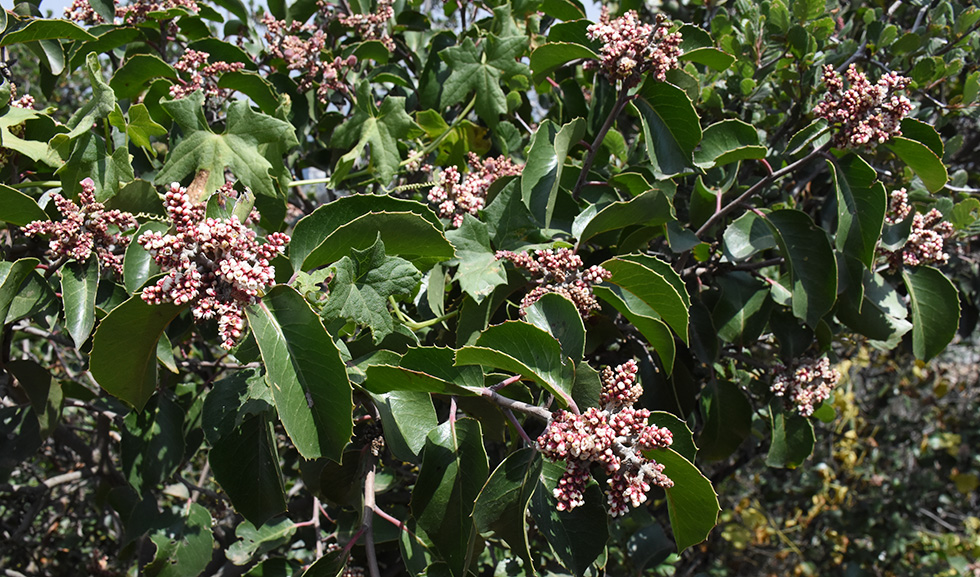 Sugar Bush