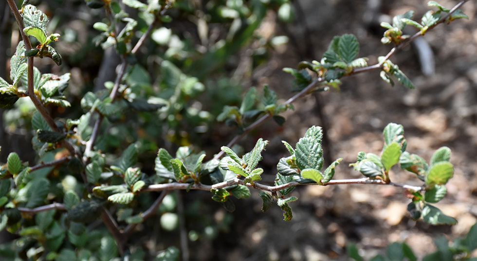 Birch Leaf Mountain Mahogany