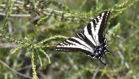 Pale tiger swallowtail butterfly