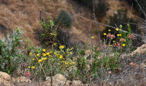 Flowering plants on side of Cahuenga Peak