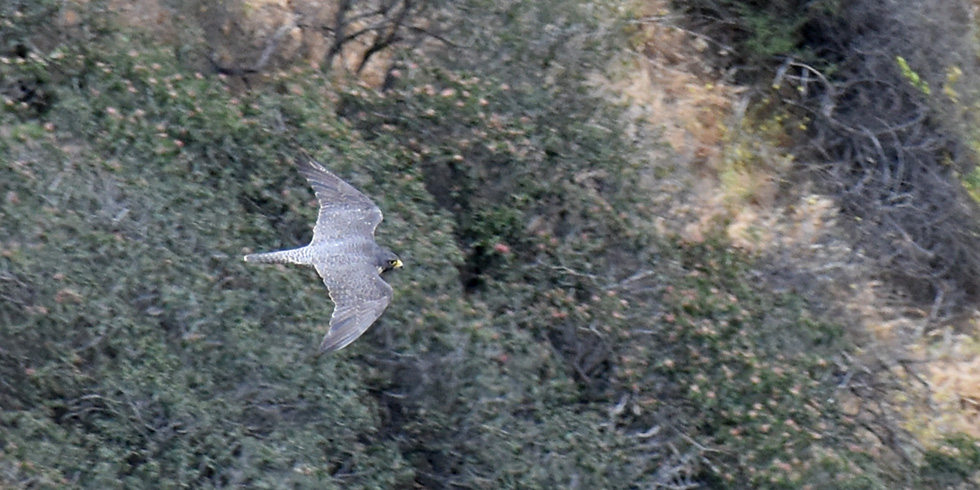Peregrine falcon