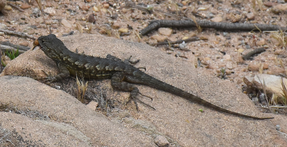 Sceloporus occidentalis