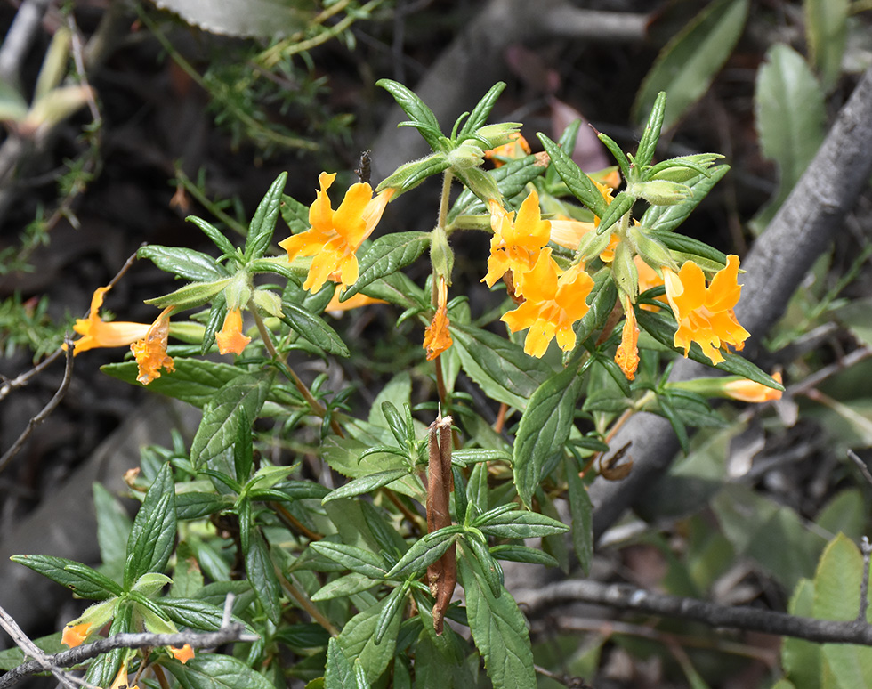 Sticky monkeyflower