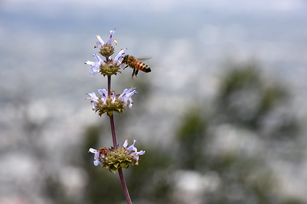 Black Sage and Bee