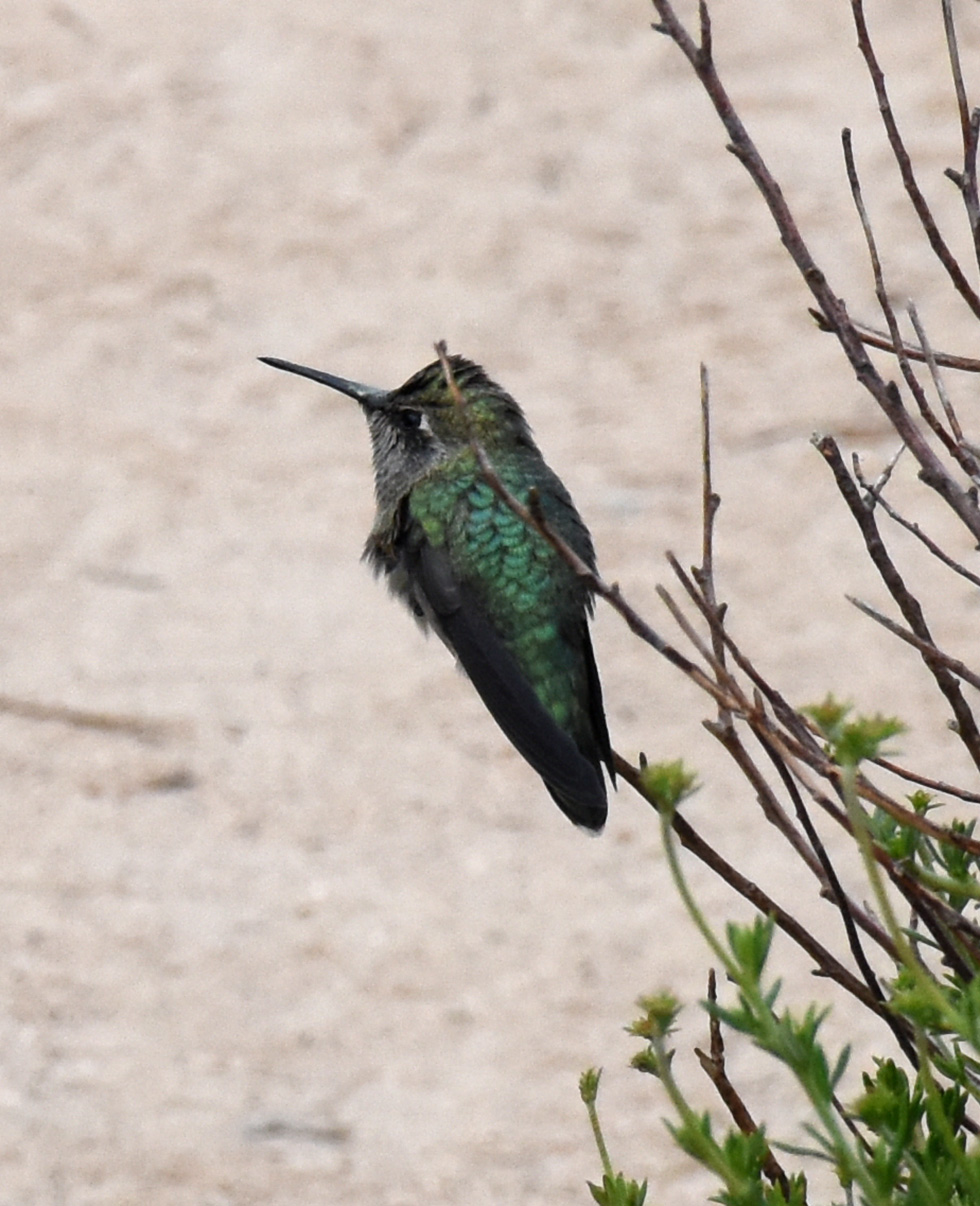 Hummingbird at rest