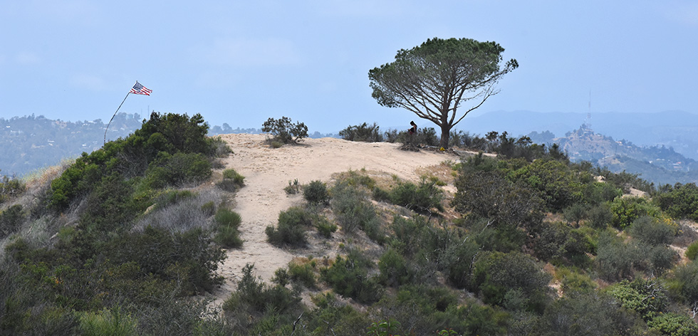 Wisdom Tree on Burbank Peak