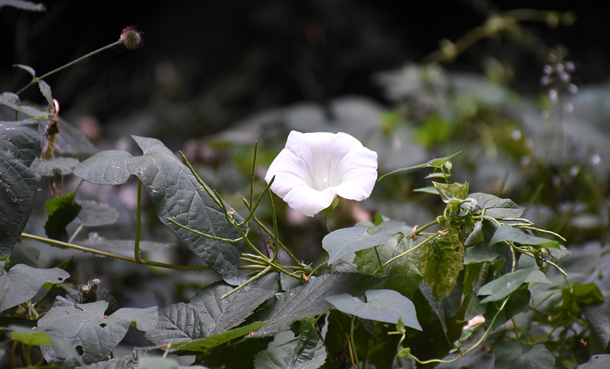 DSC_5307 (crop ps)