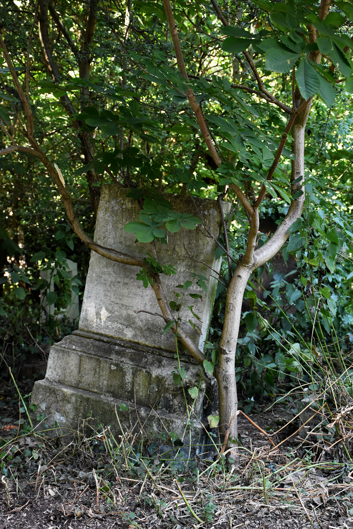 DSC_5373 (crop ps)