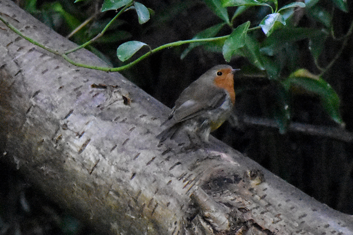 DSC_5415 (crop ps)