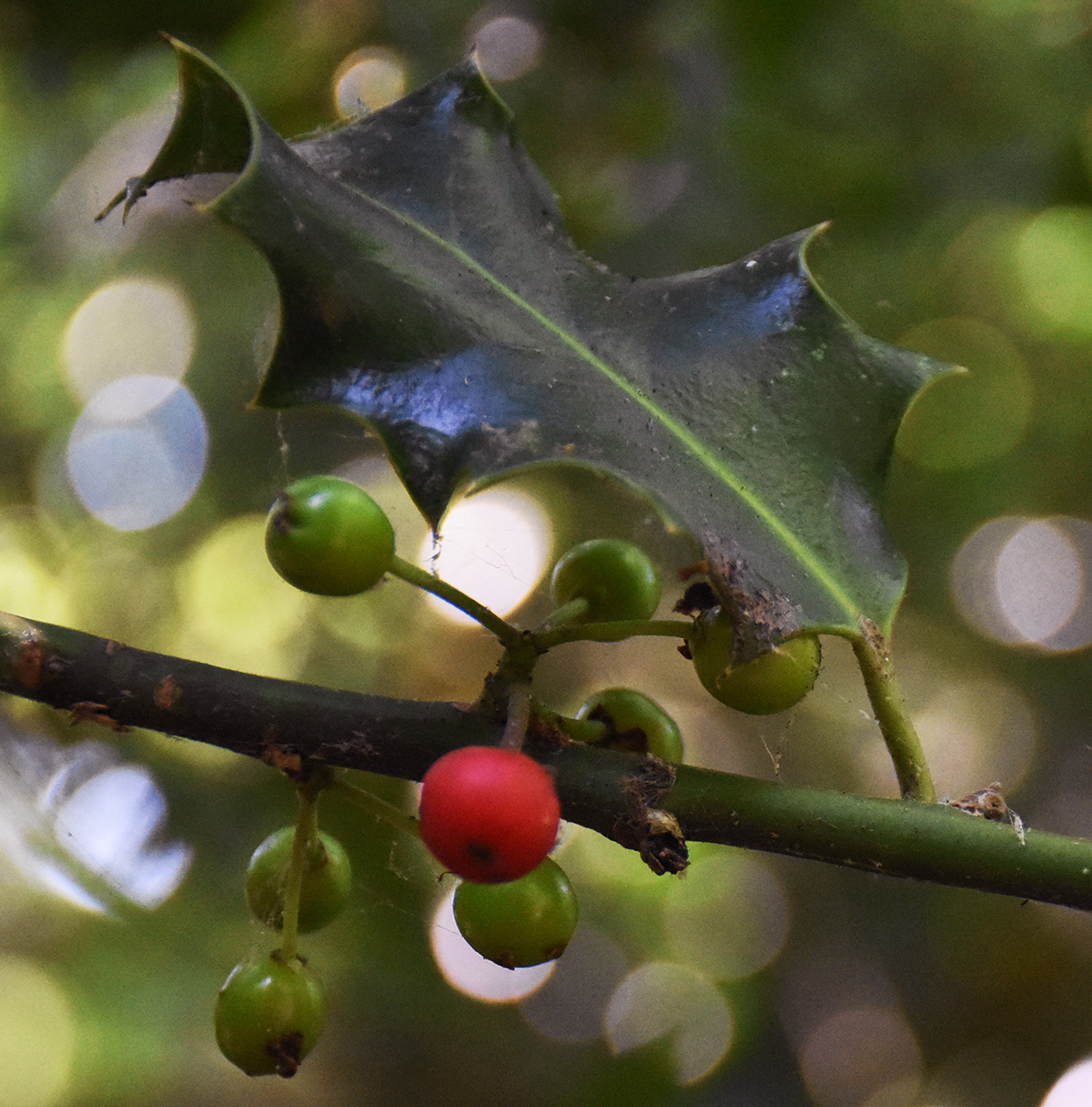 DSC_5428 (crop ps)