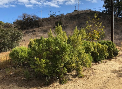 Coyote Brush in Kenneth Hahn Park