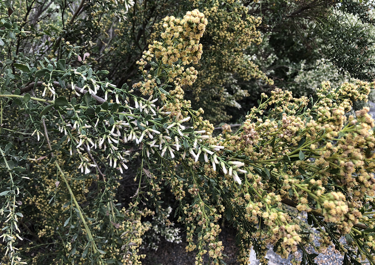 Male and female flowers, coyote brush