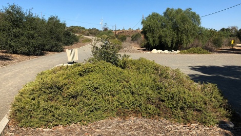 Hedge of coyote brush in Kenneth Hahn park.