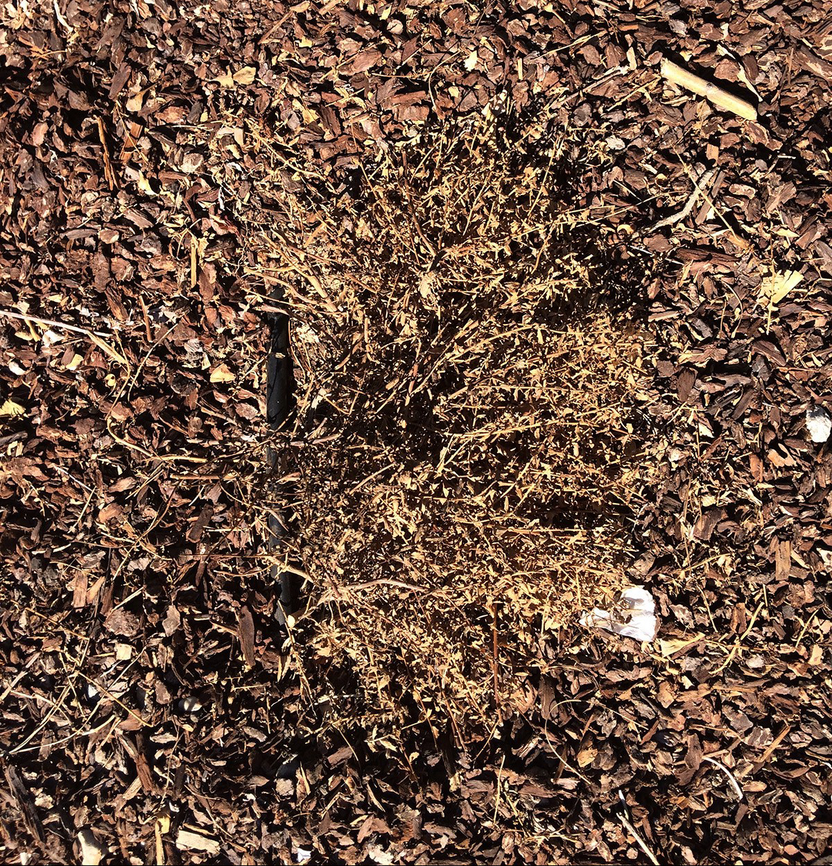 Dead coyote brush in the garden