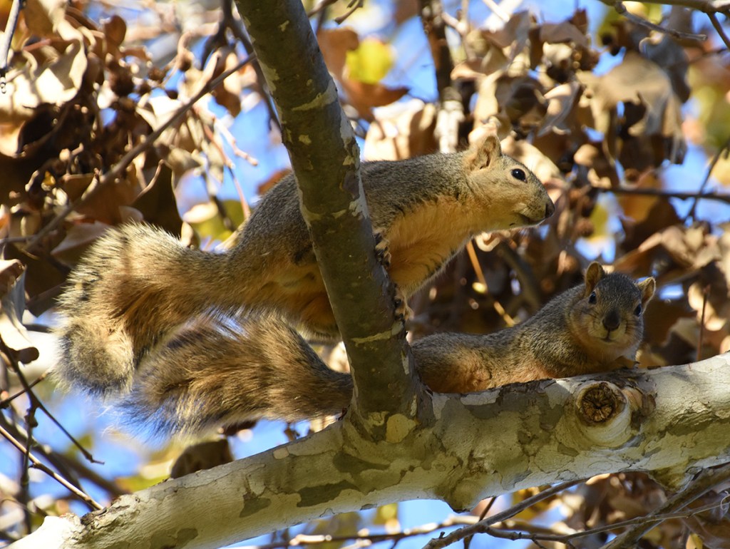 Squirrels!