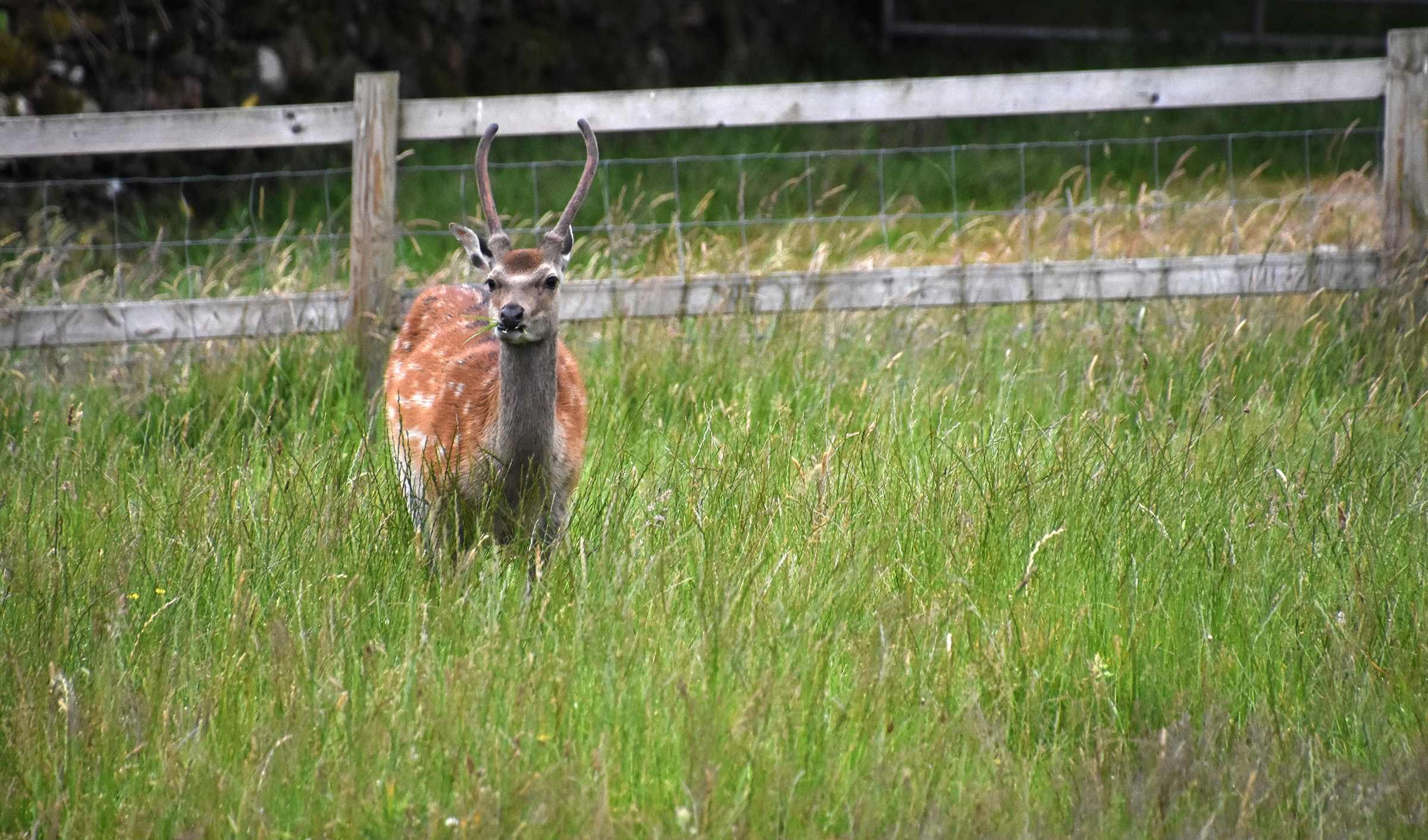 DSC_7379 (crop ps)