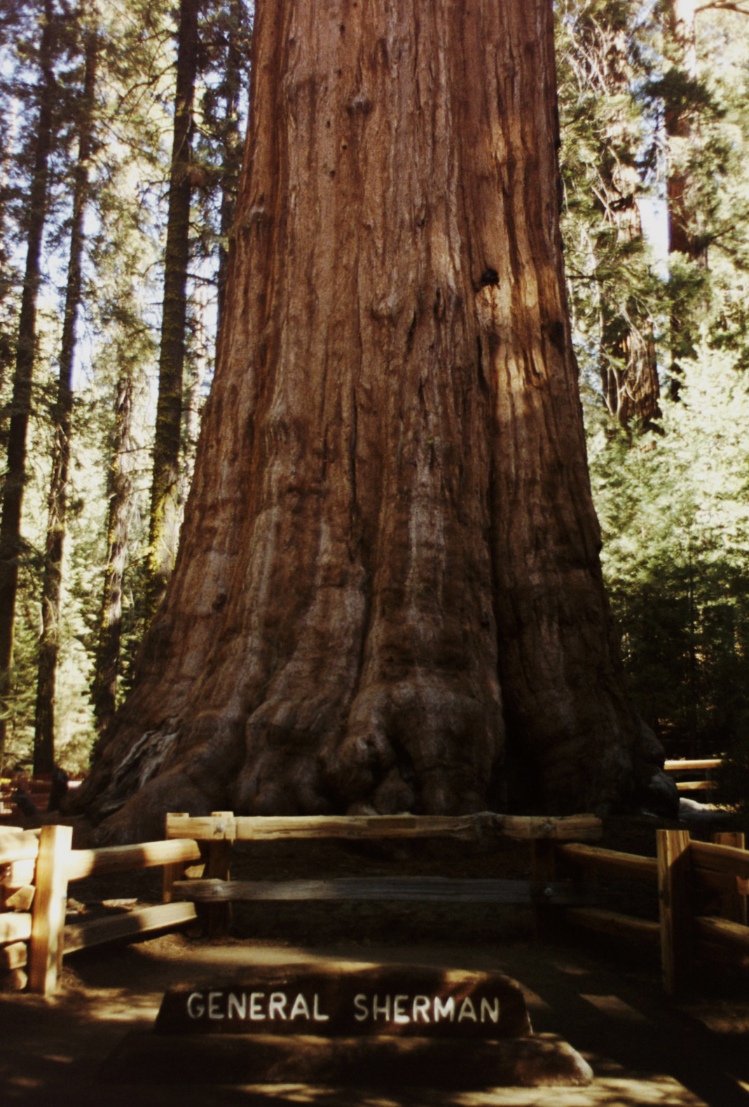 04 - Base of General Sherman (crop ps)