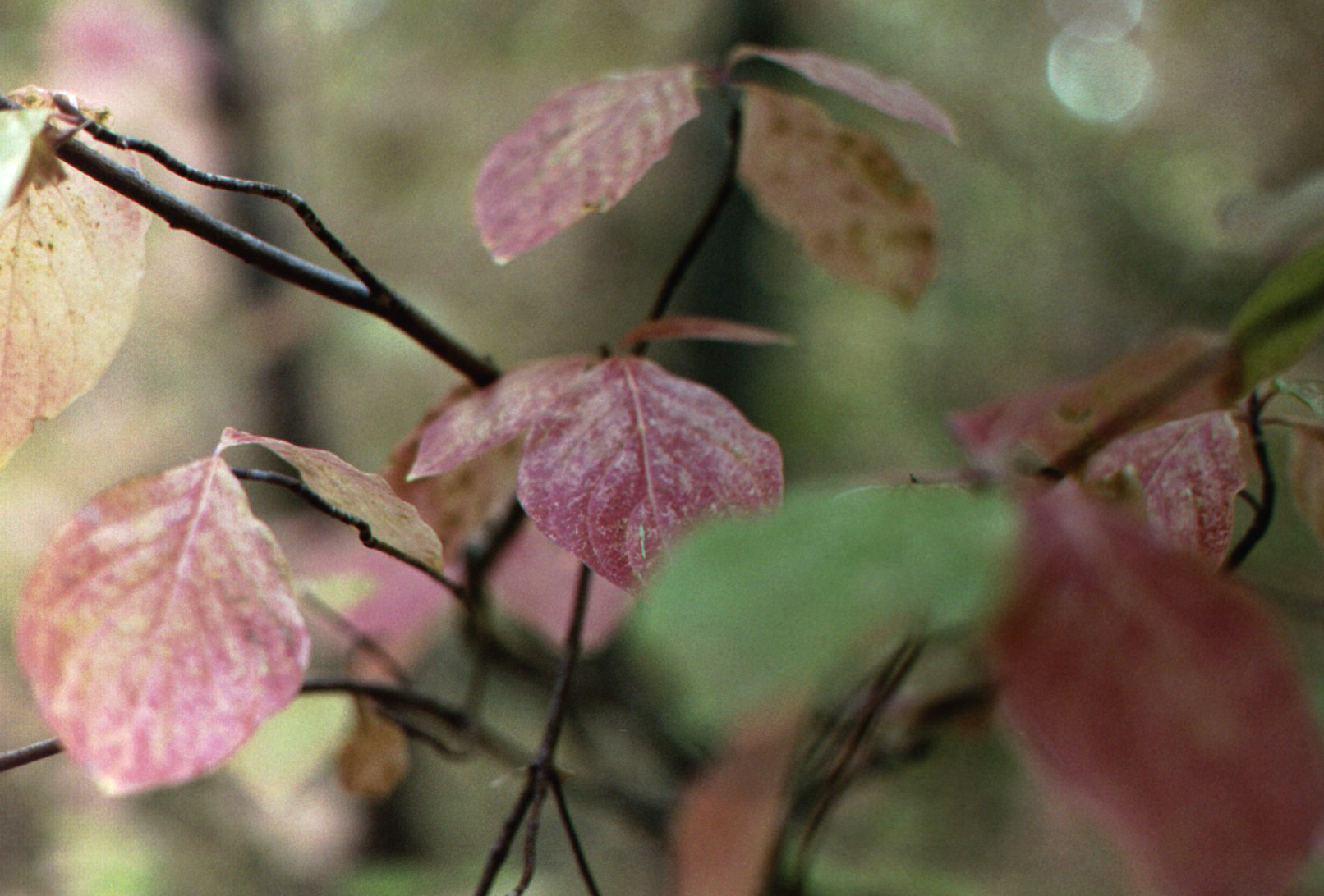 144 - Fall Colors - Dogwood (ps)