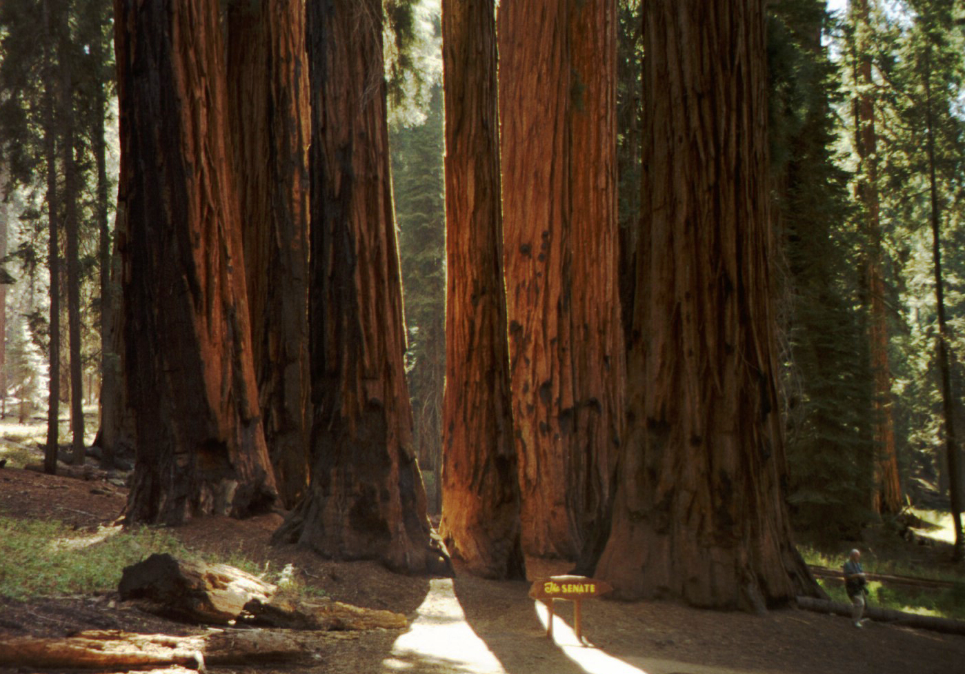 17 - Senate Grove (crop ps)