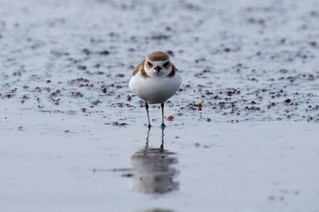 Winter Beach Walk