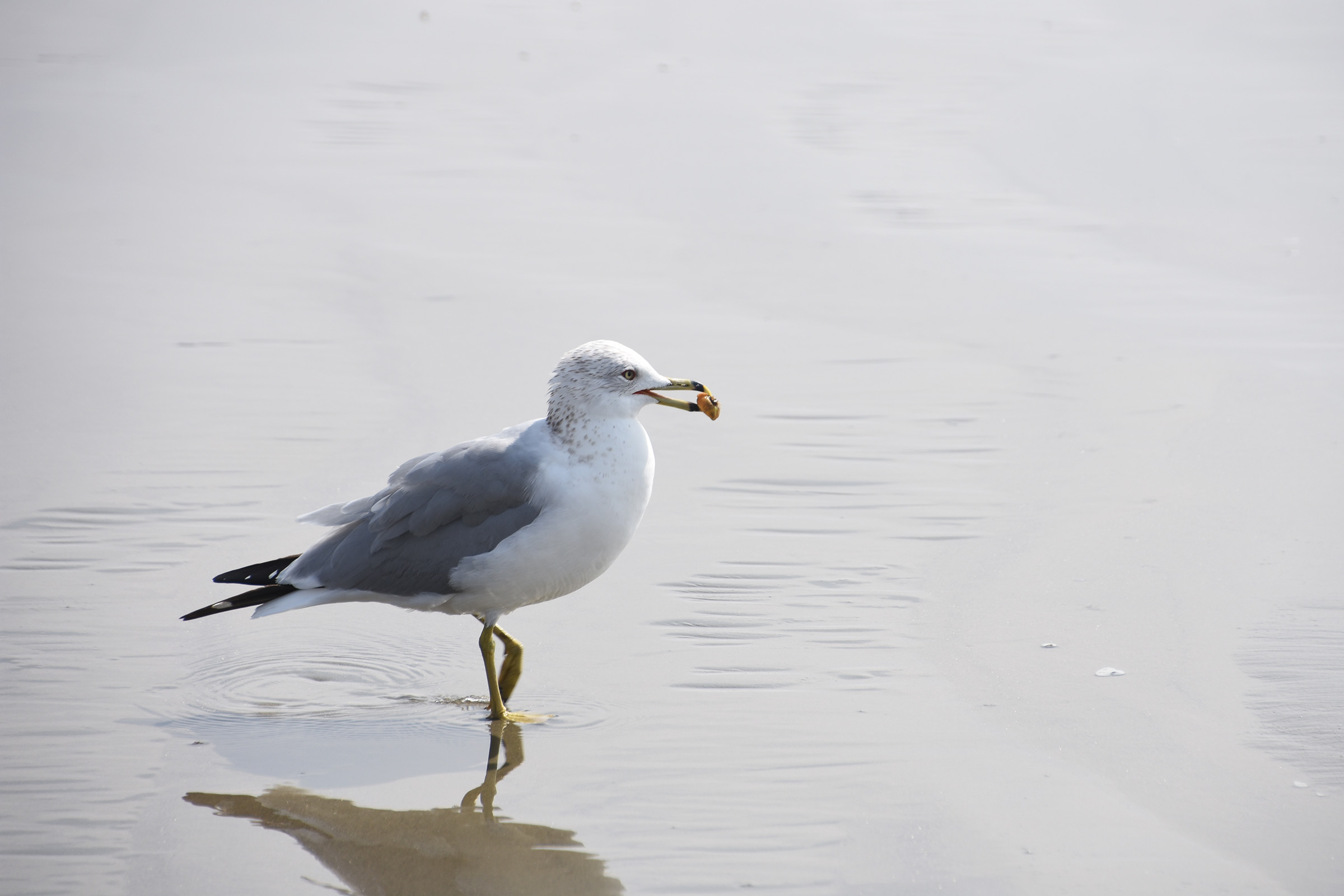 DSC_8816 (crop ps)