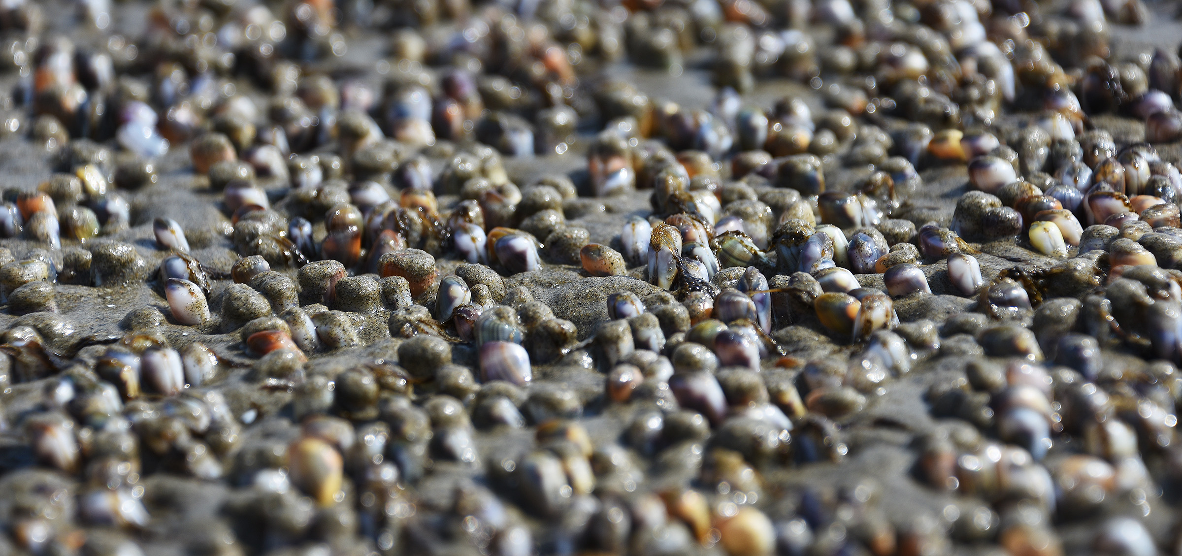 DSC_8820 (crop ps)