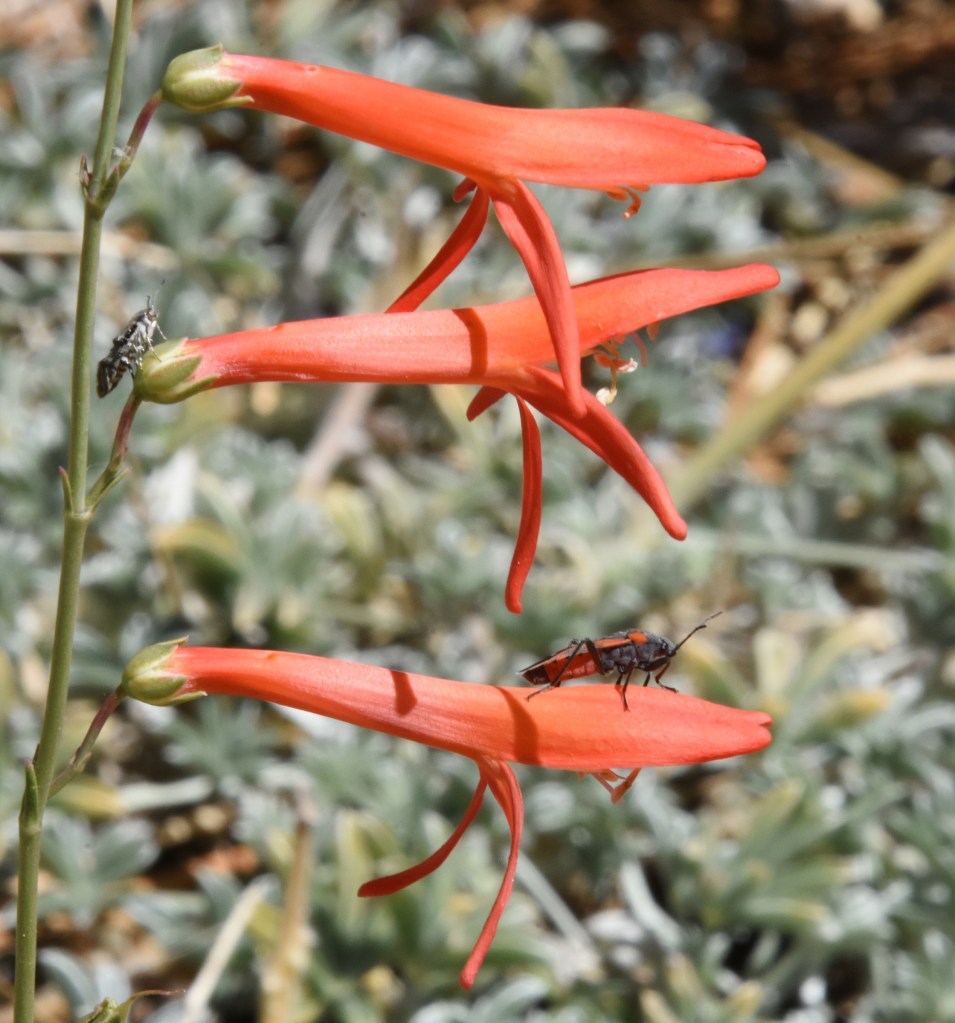 San Gabriel beardtongue penstemon blooming below Winston Peak.  Lower bug is a small milkweed bug.