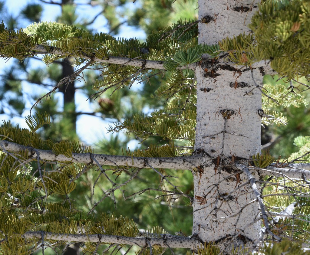 Trunk of a white silver fir.