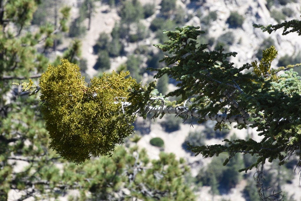 Bollean mistletoe on the branch of a white silver fir.