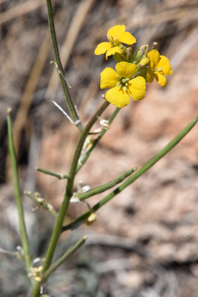Yellow flowers of the sand dune wallflower.