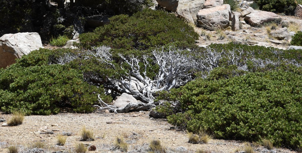 A colony of Parry manzanita.