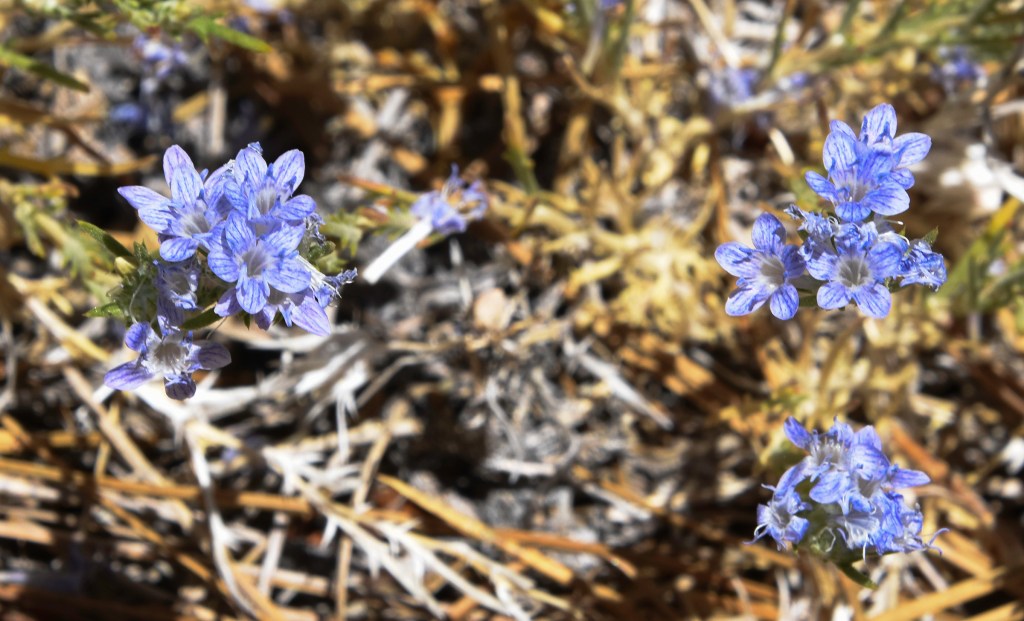 Giant woollystar flowers on slope of Winston Peak.