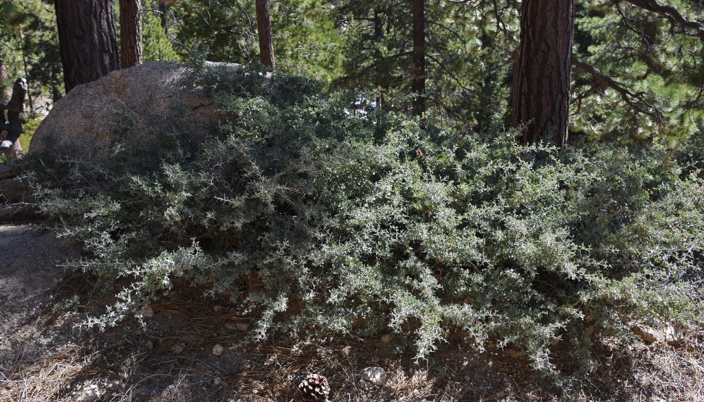 Chaparral whitethorn along Waterman Mountain trail.