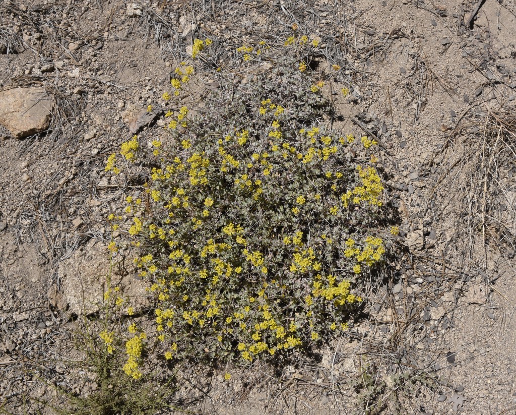 Sulphur buckwheat growing on Waterman Mountain.