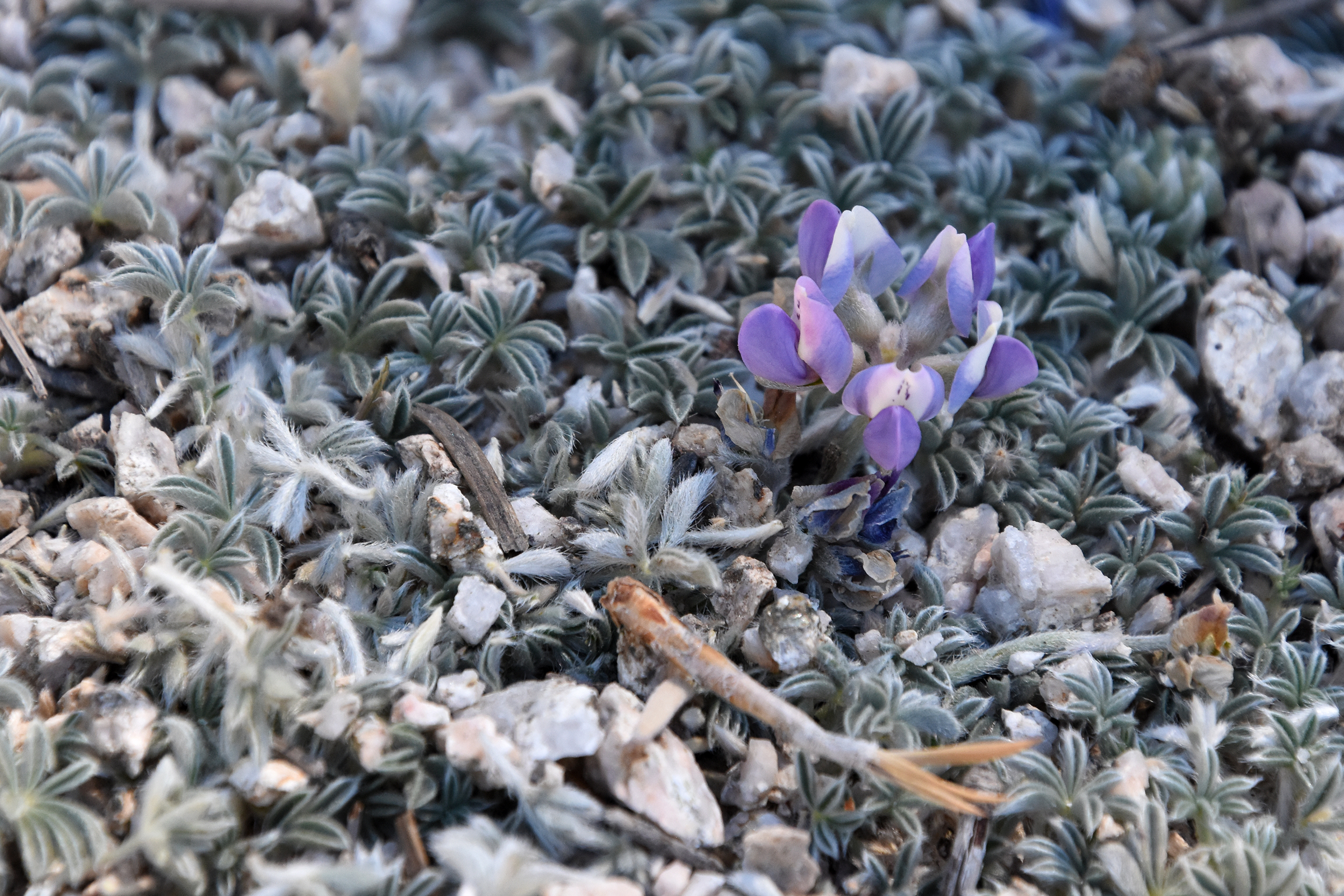 A flower of a Brewer's lupine.