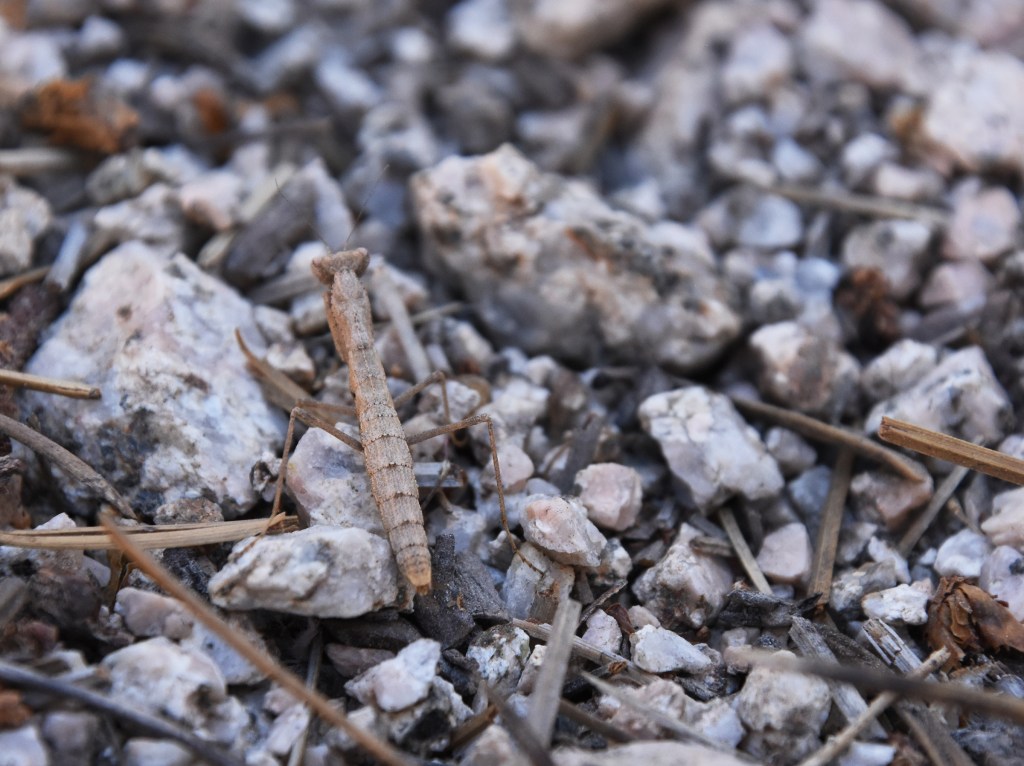 Ground mantis camouflage among pebbles and pine needles.