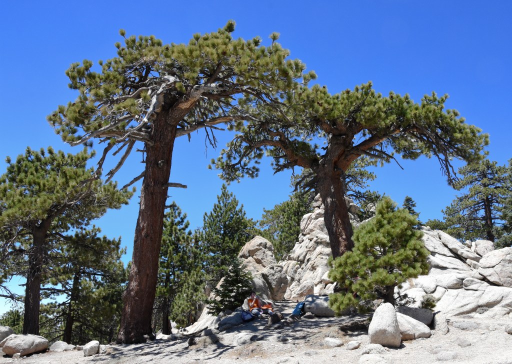 Weather-battered sugar pines on the summit of Waterman Mountain.