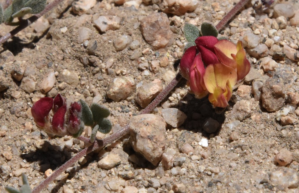 Red-orange blooms of a Davidson's Sierra Nevada lotus.