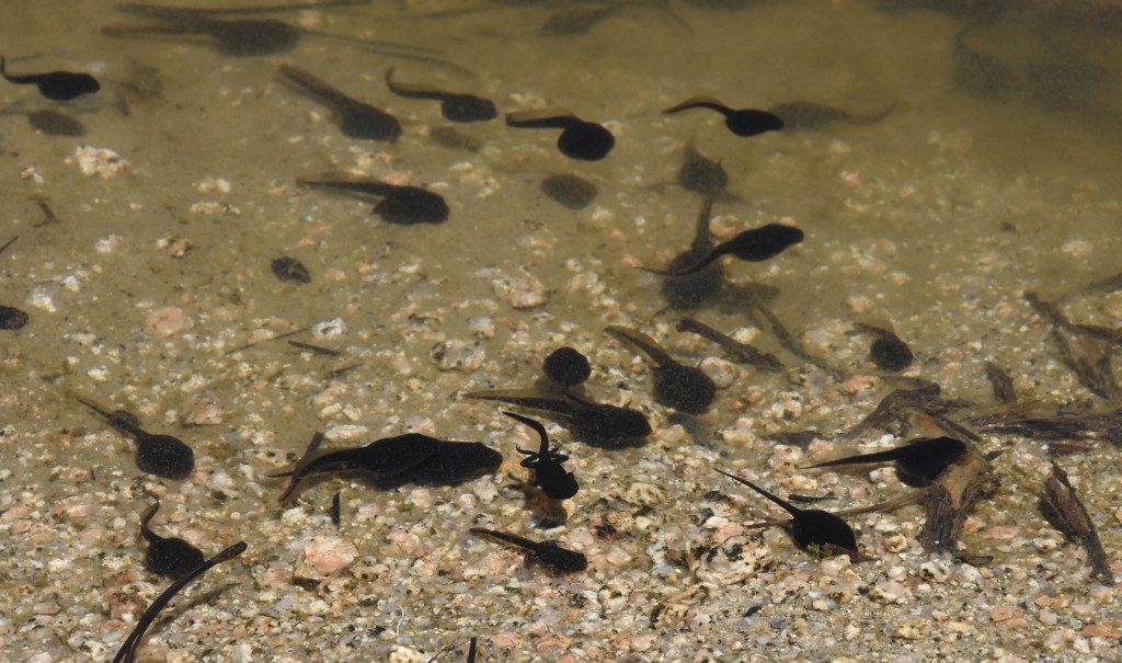 Tadpoles, possibly of the Western toad, in various stages of transition.