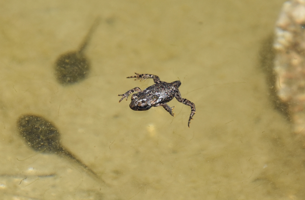 Likely a Western toad near the end of its transition from tadpole.